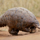 Illustration for article titled Pangolins Walk Just Like T. Rex